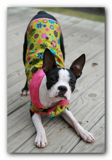 Miley the Boston Terrier Puppy