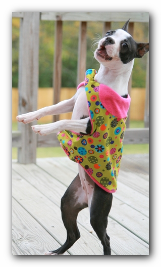 Miley the Boston Terrier Puppy