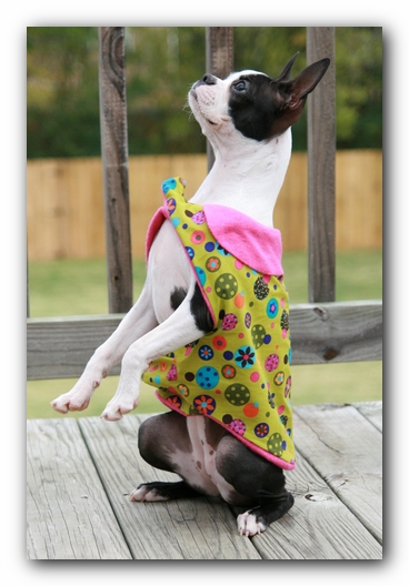 Miley the Boston Terrier Puppy