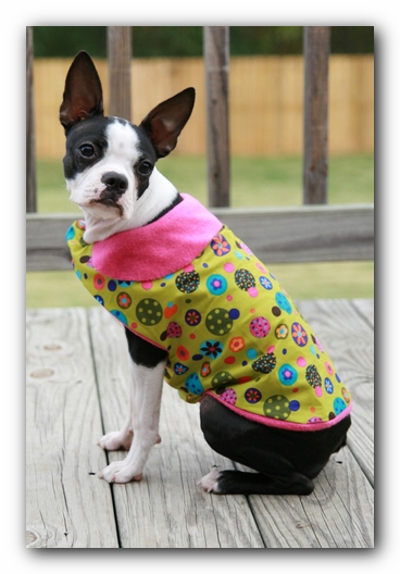 Miley the Boston Terrier Puppy