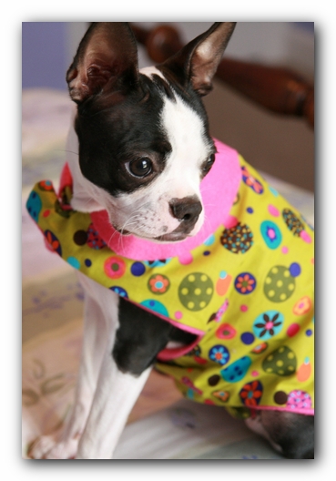 Miley the Boston Terrier Puppy