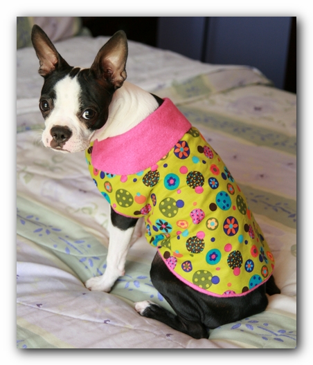 Miley the Boston Terrier Puppy