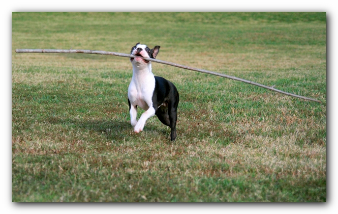 Miley the Boston Terrier Puppy