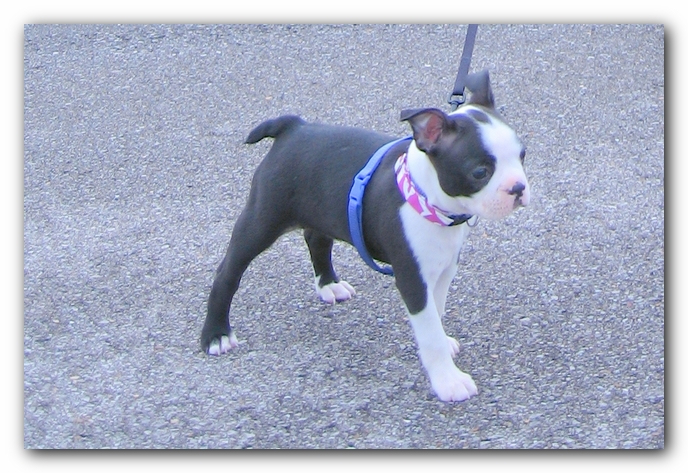 Miley the Boston Terrier Puppy