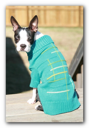 Miley the Boston Terrier Puppy