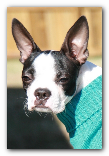 Miley the Boston Terrier Puppy