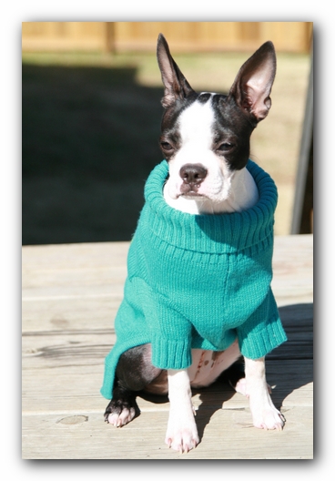 Miley the Boston Terrier Puppy