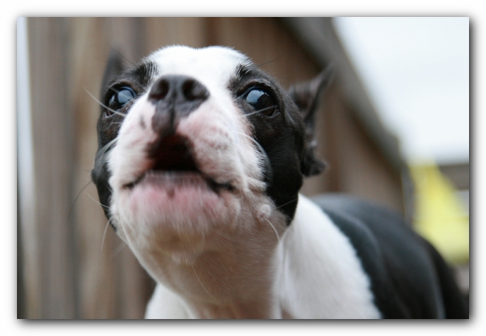 Miley the Boston Terrier Puppy