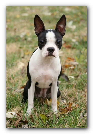Miley the Boston Terrier Puppy