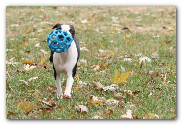 Miley the Boston Terrier Puppy