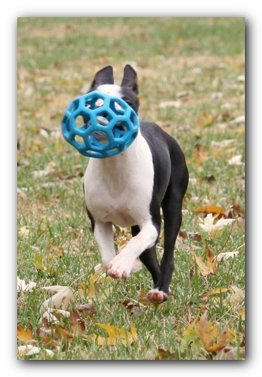 Miley the Boston Terrier Puppy