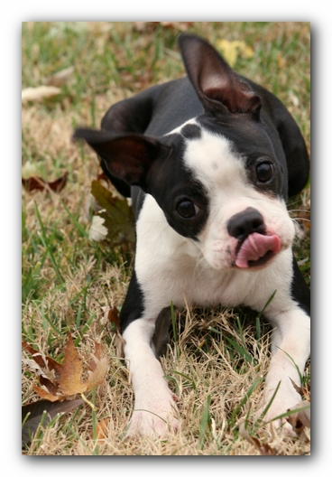 Miley the Boston Terrier Puppy