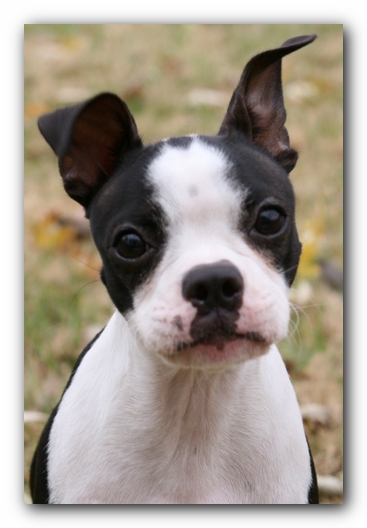 Miley the Boston Terrier Puppy