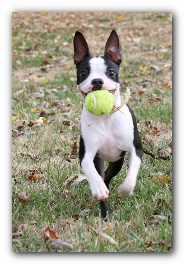 Miley the Boston Terrier Puppy