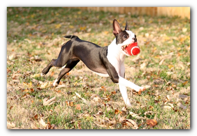 Miley the Boston Terrier Puppy