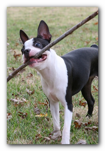 Miley the Boston Terrier Puppy