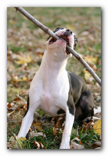 Miley the Boston Terrier Puppy