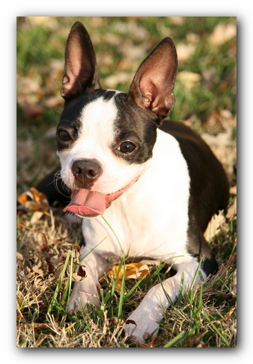 Miley the Boston Terrier Puppy