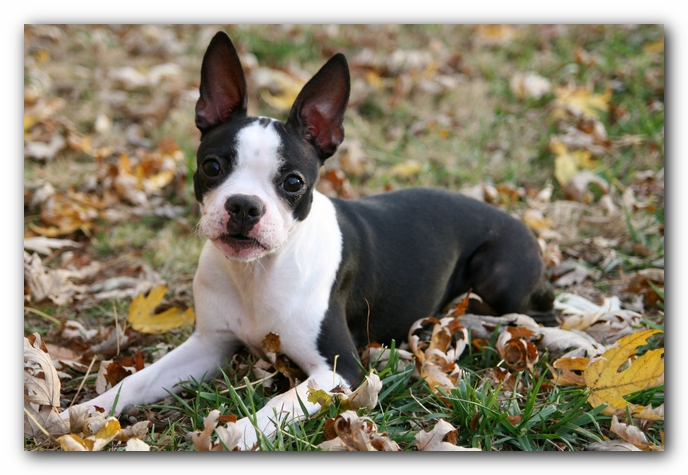 Miley the Boston Terrier Puppy