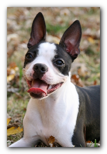 Miley the Boston Terrier Puppy