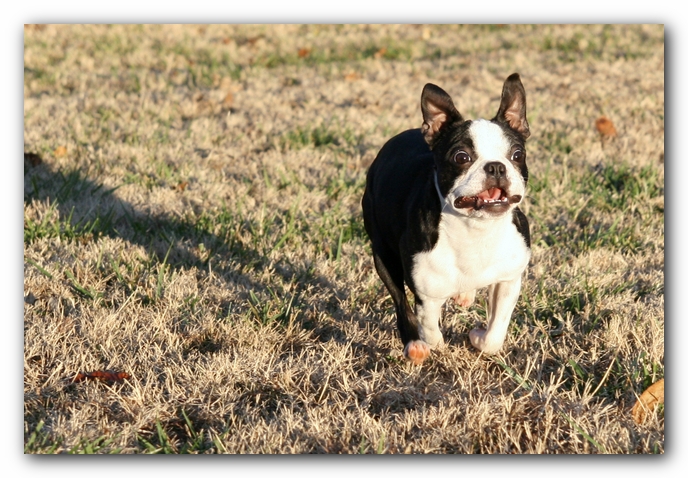 Kacey the Boston Terrier Puppy