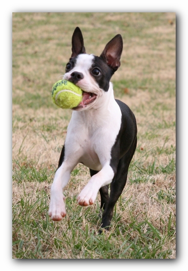 Miley the Boston Terrier Puppy