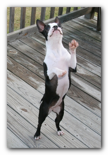 Miley the Boston Terrier Puppy