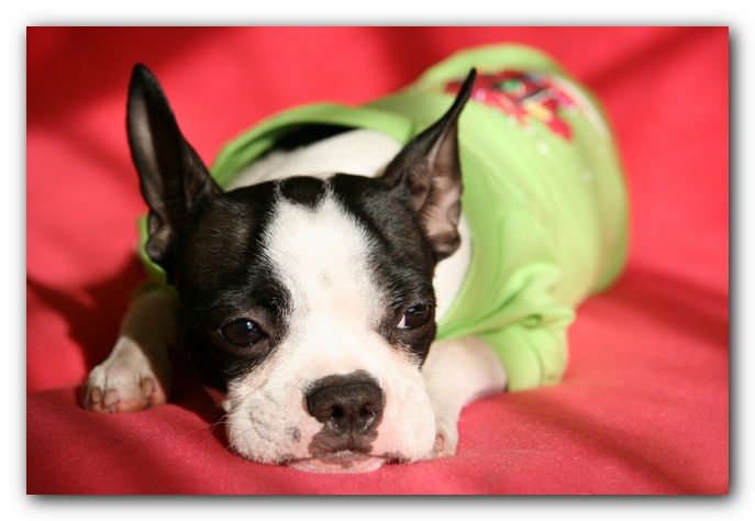Miley the Boston Terrier Puppy