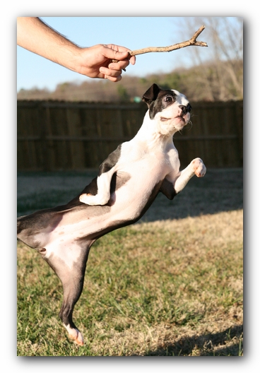 Miley the Boston Terrier Puppy
