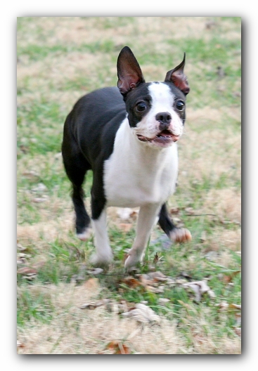 Miley the Boston Terrier Puppy