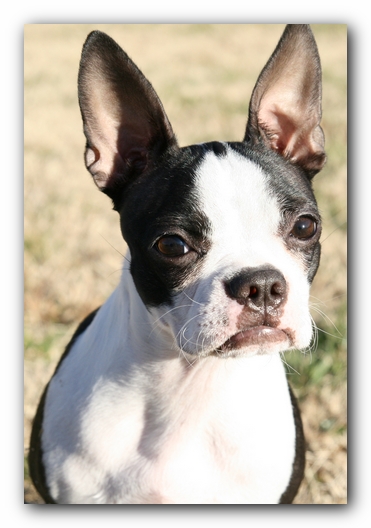 Miley the Boston Terrier Puppy