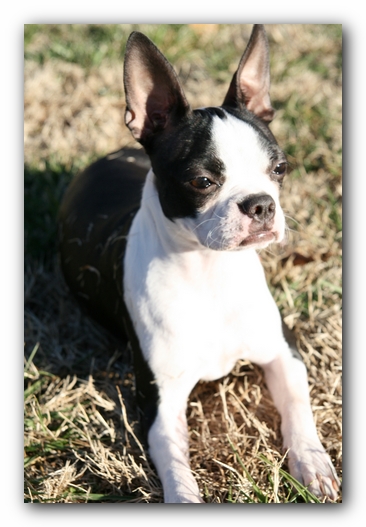 Miley the Boston Terrier Puppy