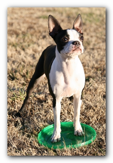 Miley the Boston Terrier Puppy