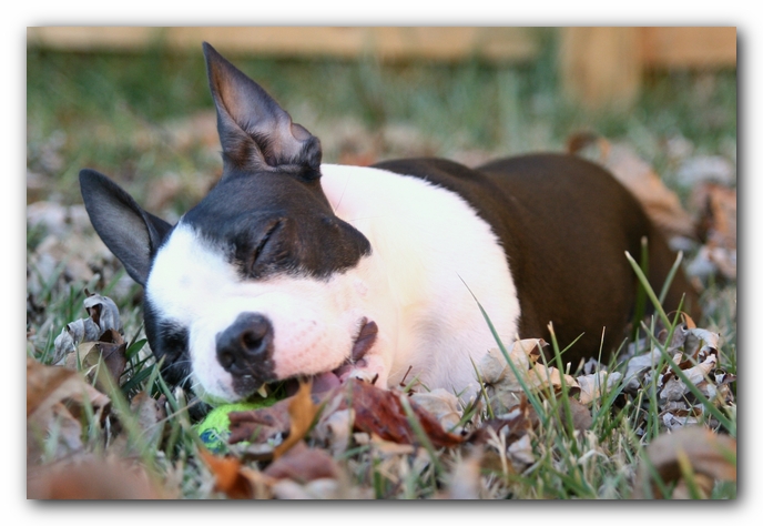 Miley the Boston Terrier Puppy