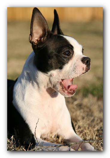Miley the Boston Terrier Puppy
