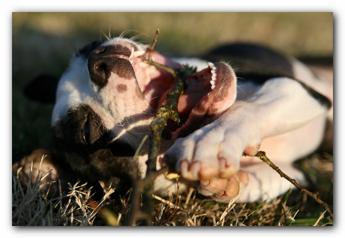 Miley the Boston Terrier Puppy