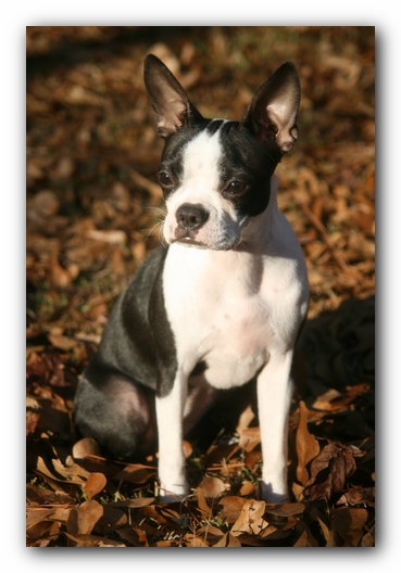 Miley the Boston Terrier Puppy