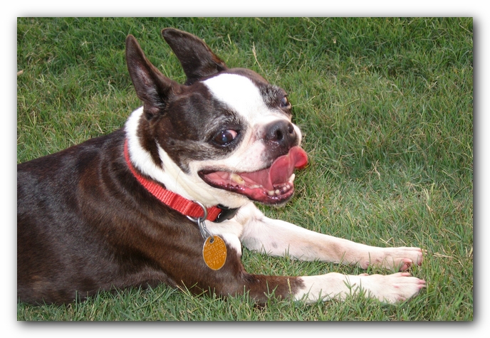 Miley's friend Maggie, a 10 year old Boston Terrier