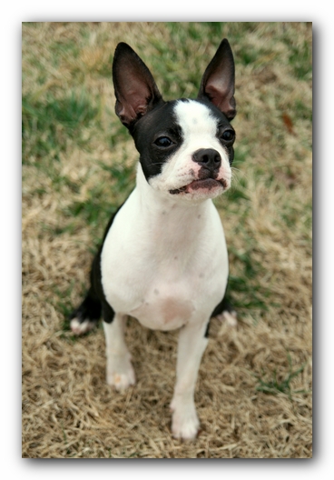 Miley the Boston Terrier Puppy