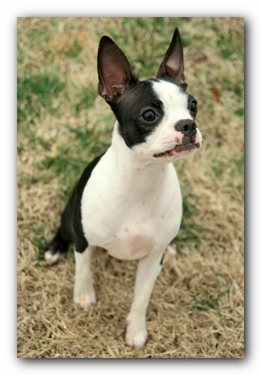 Miley the Boston Terrier Puppy