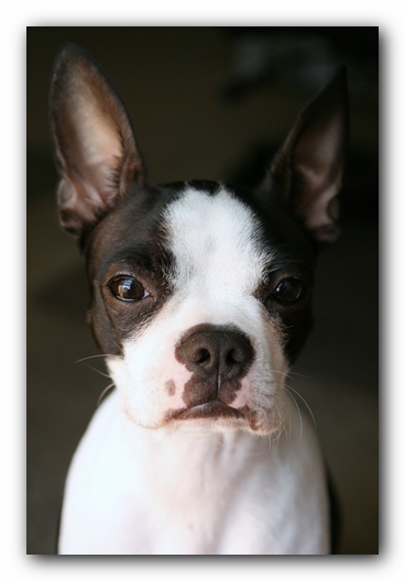 Miley the Boston Terrier Puppy