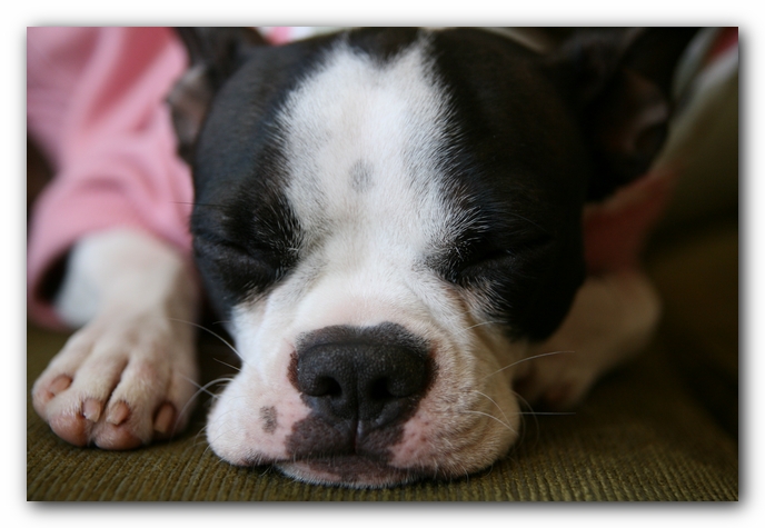 Miley the Boston Terrier Puppy