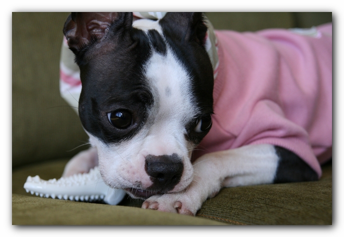 Miley the Boston Terrier Puppy