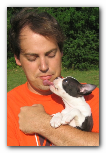 Miley the Boston Terrier Puppy