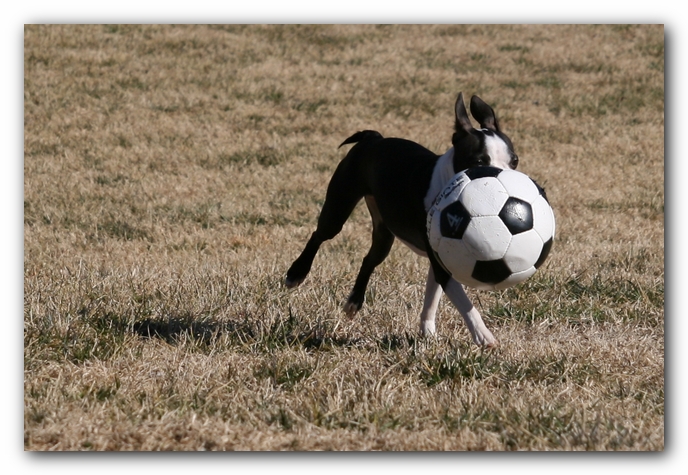 Miley the Boston Terrier Puppy