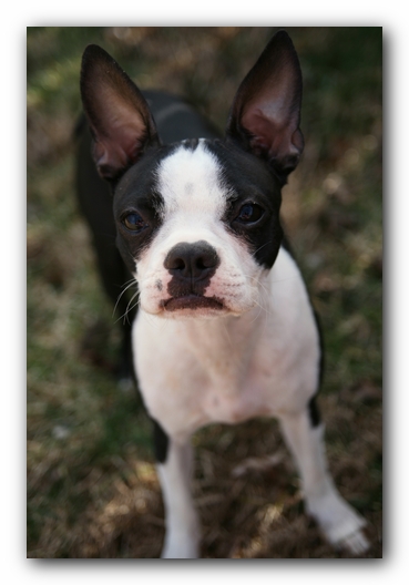 Miley the Boston Terrier Puppy