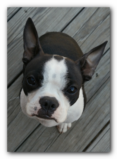 Miley the Boston Terrier Puppy