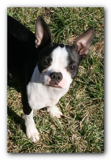 Miley the Boston Terrier Puppy