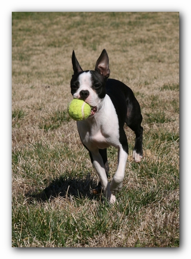 Miley the Boston Terrier Puppy