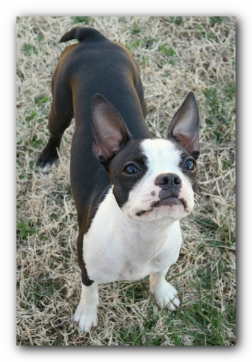 Miley the Boston Terrier Puppy